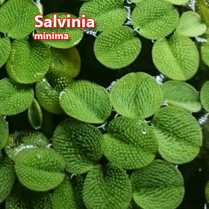 Salvinia minima